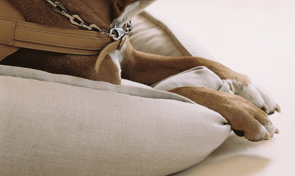 Unraveling the Mystery: Do Dogs Dream?