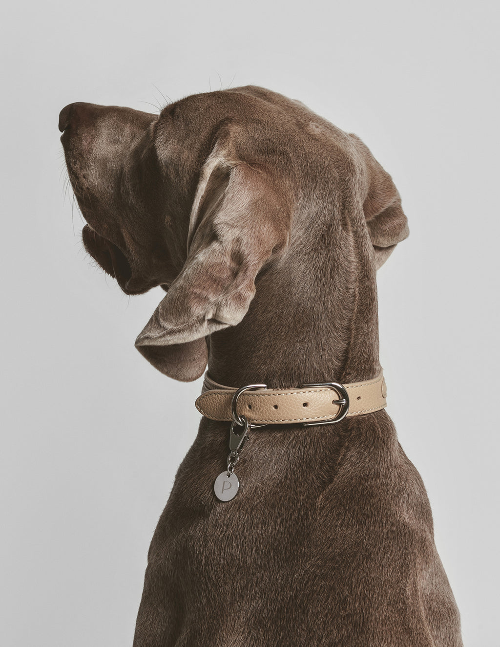 Dog harness with hotsell name tag