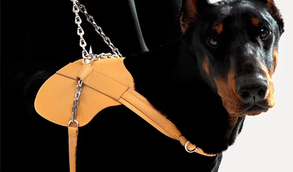Types of Dog Harnesses and How to Pick the Perfect One