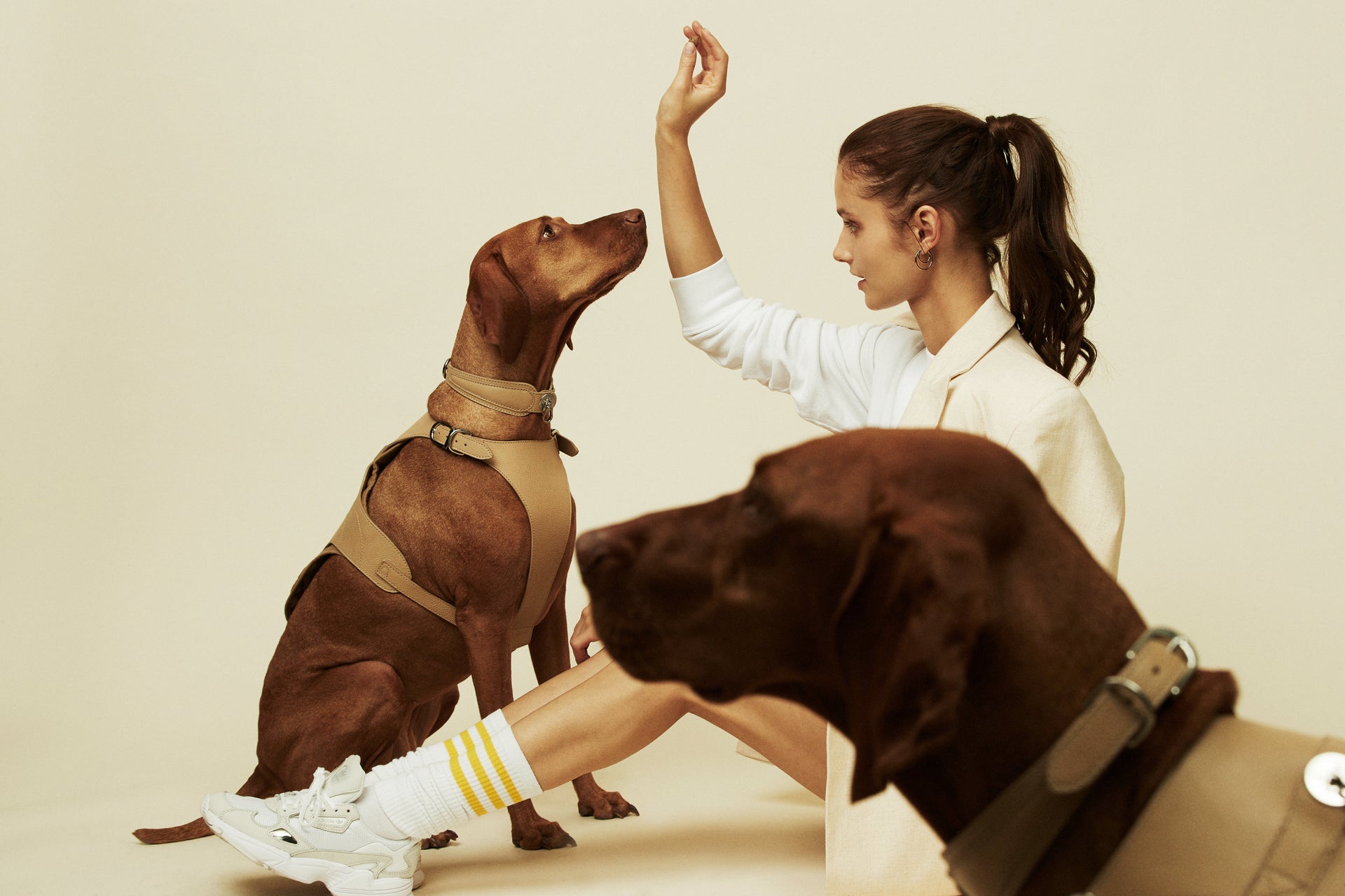 How to Choose the Perfect Luxury Dog Harness: A Buyer’s Guide