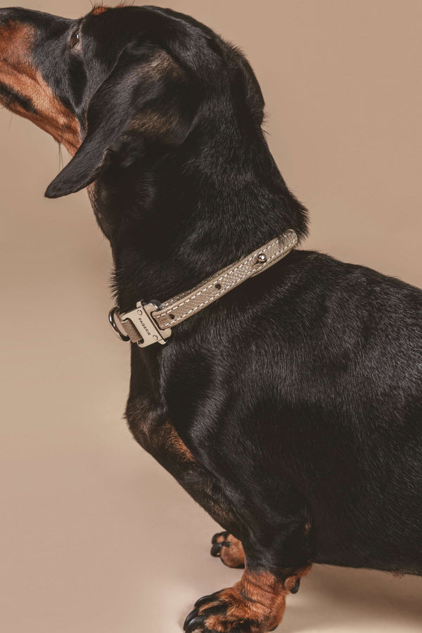 Meet Pagerie, the First Ultra-Luxury Pet Fashion Brand