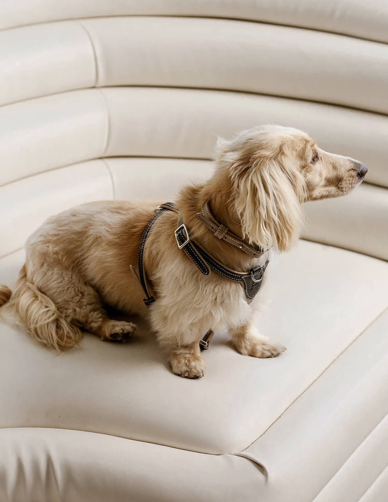 Luxury Designer Pet Dog Collar Cat Collar Leash Set,golden