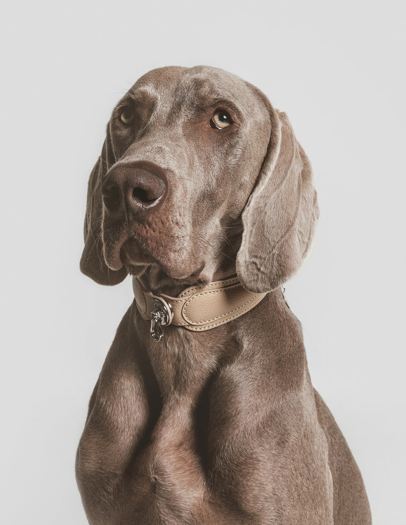 dogior dog collar, designer inspired dog collar, fashion pet